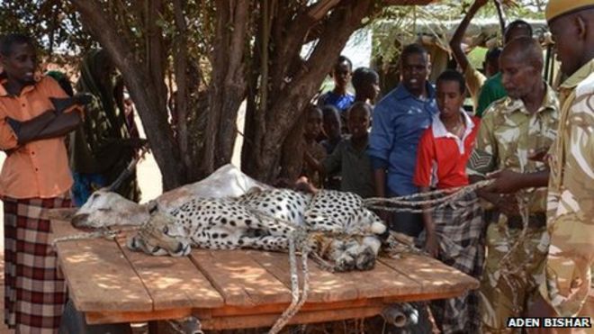 People in Wajir looking at one of the captured cheetah with a dead goat displayed on a table, Kenya