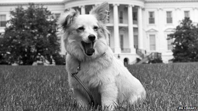 Pushinka on the White House lawn