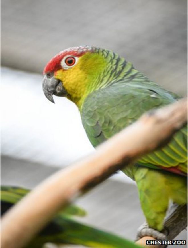Эквадорский амазонский попугай (изображение: Chester Zoo)