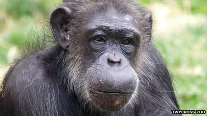 Чопперы шимпанзе