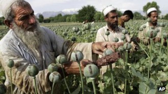 Афганские фермеры собирают сырой опий