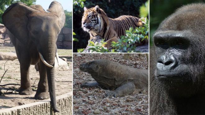 слон, тигр, горилла и комодо