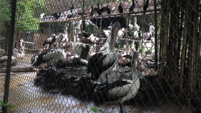 Пеликаны и цапли в зоопарке Сурабая