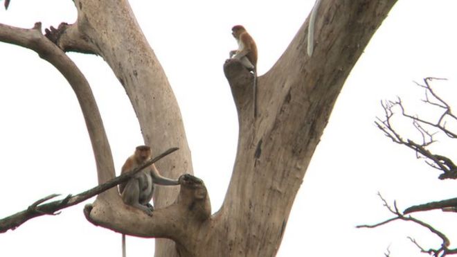 Обезьяны на бесплодном дереве в зоопарке Сурабая
