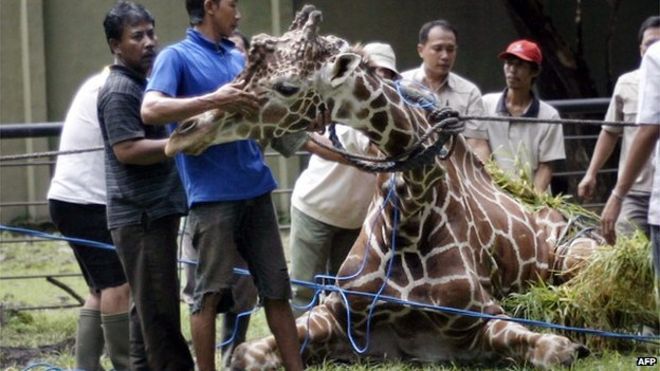 Фото из архива: сотрудники индонезийского зоопарка посещают 30-летнего больного жирафа по имени Кливон в зоопарке Сурабая в Сурабая, 1 марта 2012 г.
