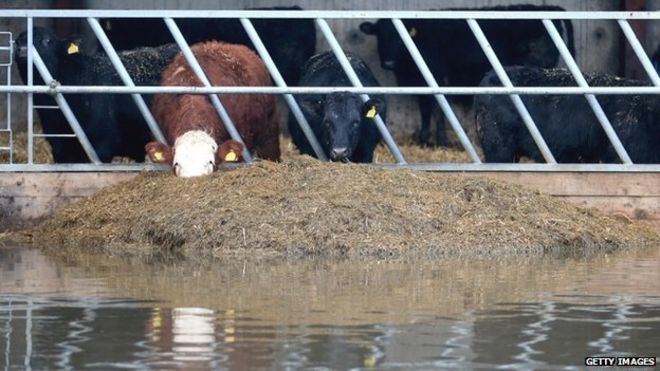 Коровы едят в сарае, окруженном паводковыми водами в Сомерсете