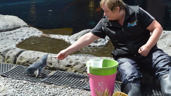 Дайан Лим кормит пингвина в загоне для пингвинов