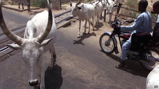 Люди на мотоцикле ждут скота, чтобы пересечь дорогу в Нигерии