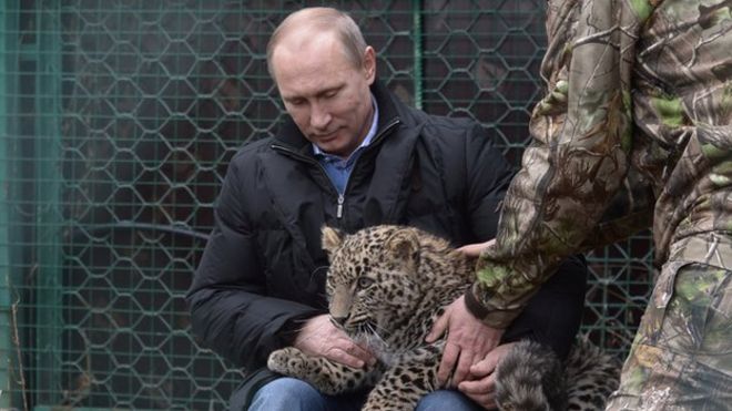 Президент Путин гладит детеныша леопарда, когда он посещает центр разведения и реабилитации персидского леопарда в Национальном парке на черноморском курорте Сочи 4 февраля.