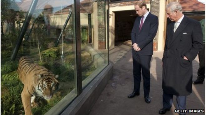 Принц Уильям и принц Чарльз смотрят на тигра в зоопарке