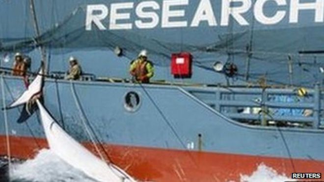 Японский китобойный корабль Юшин Мару буксирует кита в Южном океане (17 февраля 2013 г.)