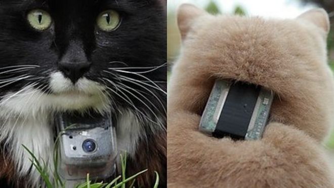 Кошки с ошейниками GPS