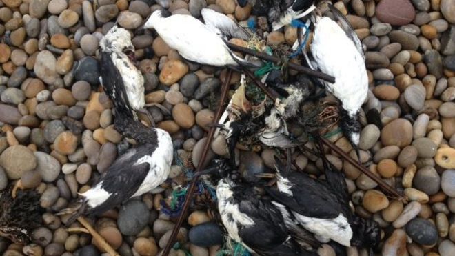 Мертвые птицы на пляже Чесил