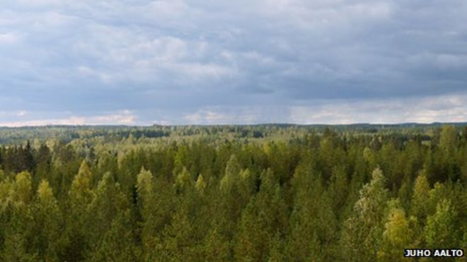 Финляндский лес