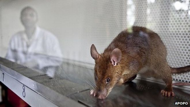 Крыса проверяет на туберкулез