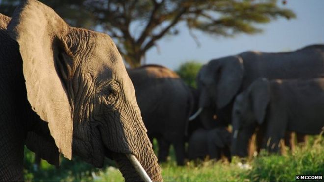 Африканский слон (Изображение: Карен МакКомб)