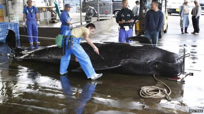 Фото из архива: пойманный пилотный кит с коротким плавником измеряется работниками рыбного хозяйства, в том числе работниками Агентства по рыболовству, в порту Тайцзи в старейшей китобойной деревне Японии Тайцзи, 420 км (260 миль) к юго-западу от Токио, 4 июня 2008 г.