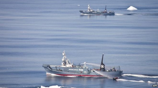 Фото из архива: японские китобойные суда «Юшин Мару №2» и «Юшин Мару №3» с группой активистов «Зодиак» «Морская овчарка» (внизу справа) во время столкновений в Южном океане, 1 января 2011 г.