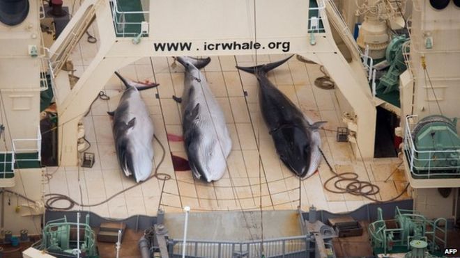 Фото из архива: активисты по борьбе с китами «Морская овчарка», 5 января 2014 г., на палубе японского фабричного корабля «Нисшин мару» погибли на палубе Южного океана, 5 января 2014 г.