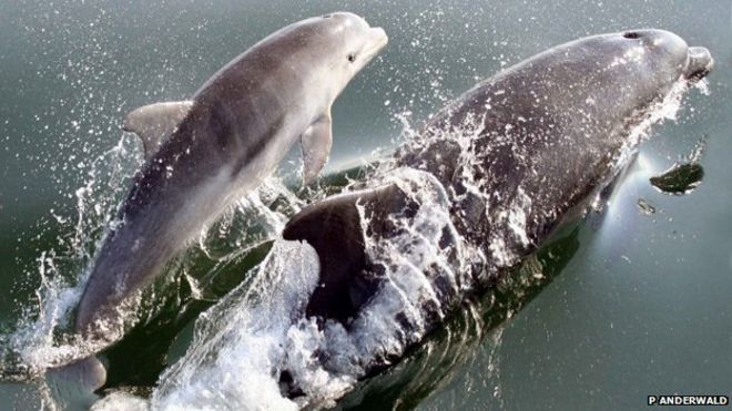 Дельфин и ее теленок