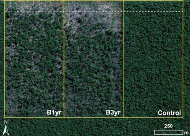 Аэрофотоснимок участков полевого эксперимента; 2011 (Изображение: P.Brando / PNAS)