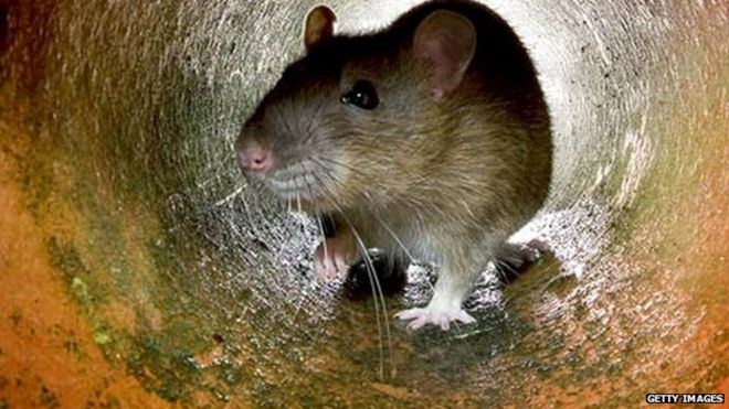 Крыса в туннеле