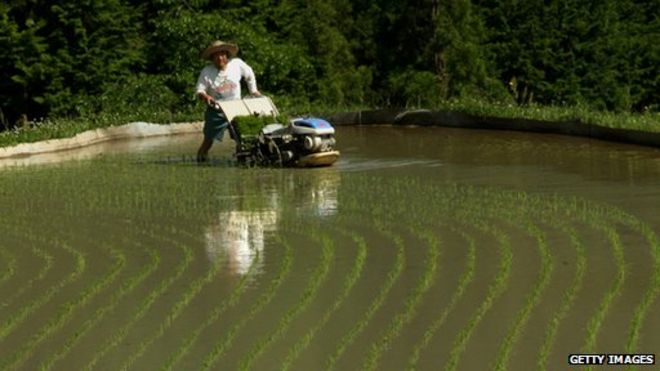 Японский фермер сажает семена риса с помощью трансплантера риса на рисовой террасе Tawa