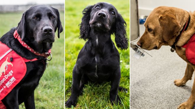 Три собаки на отдельных фотографиях: одна - черный лабрадор, другая - маленькая черная собака, а последняя - золотой лабрадор