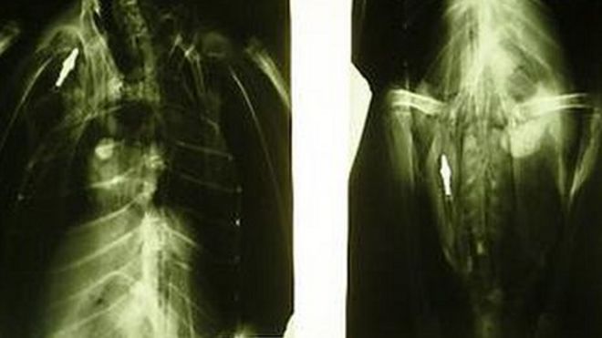 Рентген арбалетных болтов у лебедя