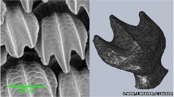 Сканирующая электронная микрофотография настоящих акульих зубчиков (слева) и 3D-модель, используемая для печати копии