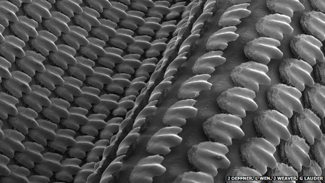Сканирующая электронная микрофотография (SEM) 3D-отпечатанной кожи акулы