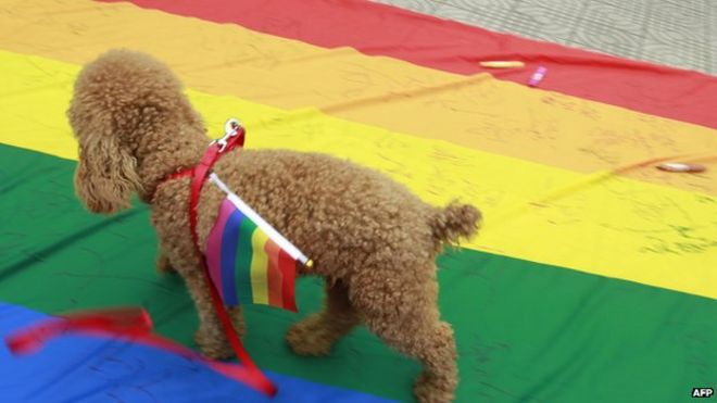 Собака ходит с радужным флагом, символом для гомосексуалистов, на ее спине, поскольку ее владельцы посещают антидискриминационный парад в Чанша, провинция Хунань, центральный Китай, 17 мая 2013 года