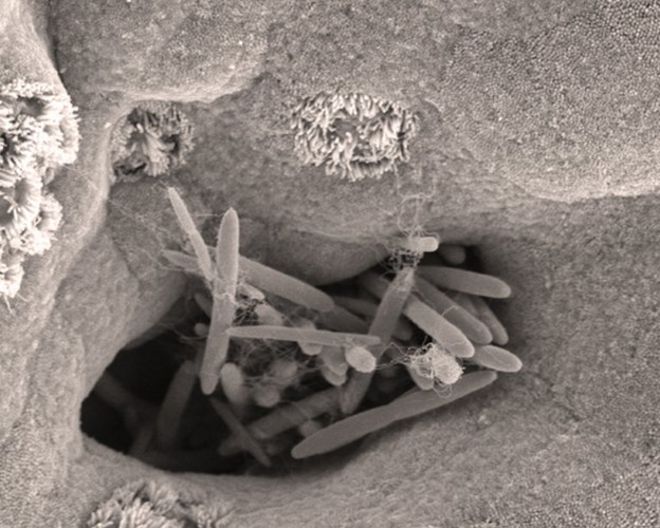 Бактерии, колонизирующие кишечник мыши
