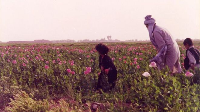 Гильмендские фермеры на маковом поле в 1997 году