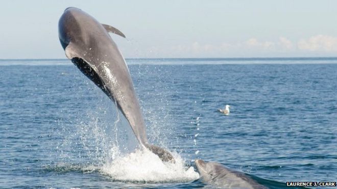Дельфин прыгает