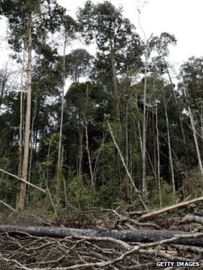 Срубленный лес (Getty Images)