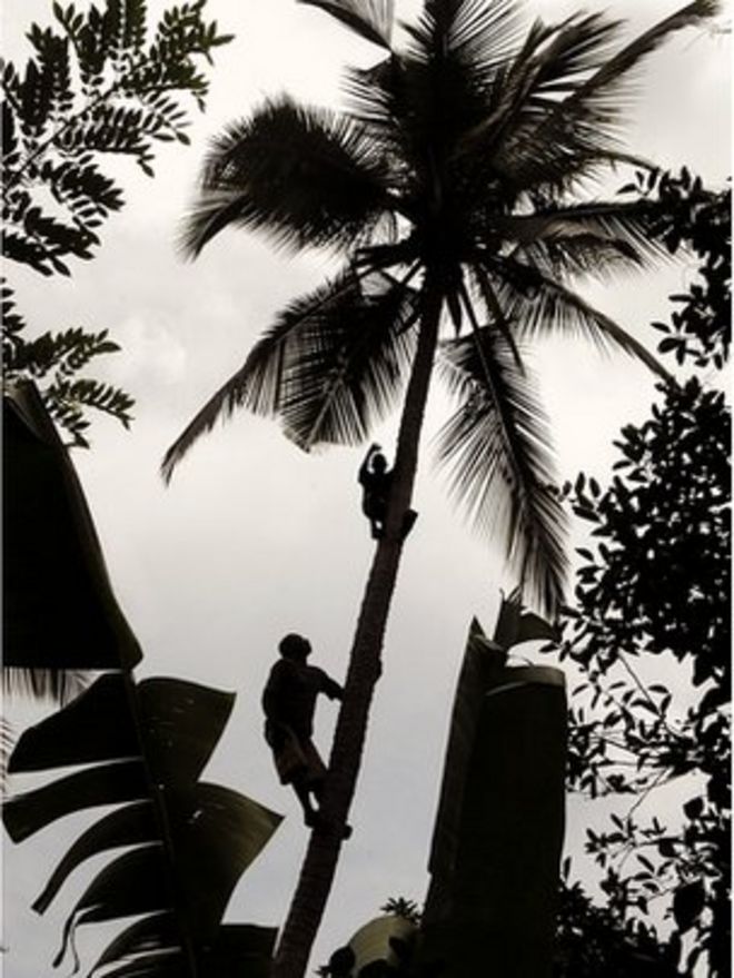 Мужчины собирали кокосы (Изображение: BBC)