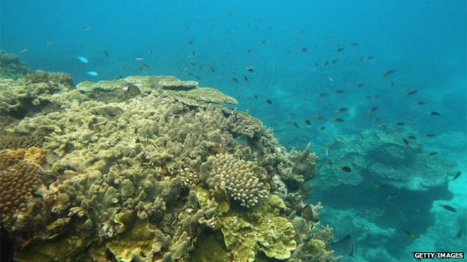 Рыба плавает вокруг коралловых образований на острове Леди Эллиот, Большой Барьерный риф, Австралия, 15 января 2012 г.