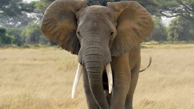 Файл фото: Слон в Кении