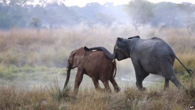 Сиротского слоненка (слева) знакомят со взрослым в Международном центре по выпуску Game Rangers в Национальном парке Кафуэ в Замбии, 10 июня 2014 г.