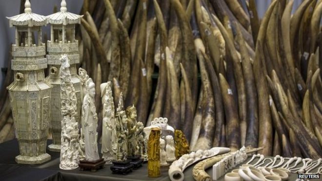 Клыки и изделия из слоновой кости демонстрируются после официального начала уничтожения конфискованной слоновой кости в Гонконге 15 мая 2014 года