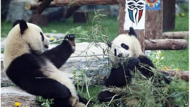 Гигантские панды едят бамбук в отремонтированном зале для панд в зоопарке в Пекине
