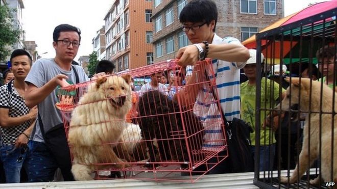 Активисты защиты животных помещают клетки с собаками, которых они освободили от продавцов собак, в грузовик в Юйлине - 20 июня 2014 года