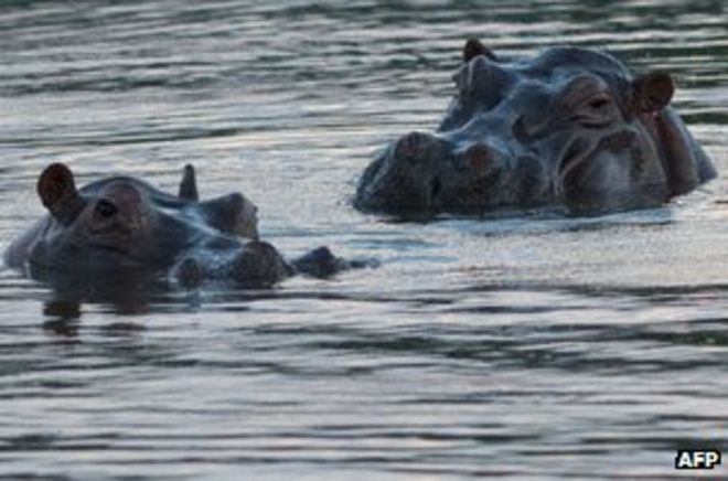 Бегемоты купаются в гасиенде Эскобара