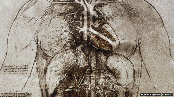 Чертежи Леонарда о женской анатомии, включая сердце и главные органы