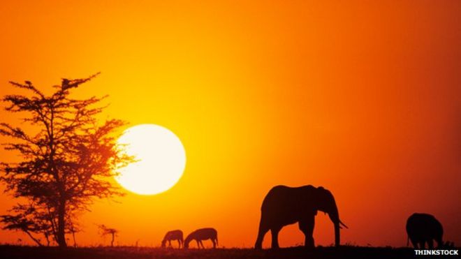 Слоны вырисовываются в Кении