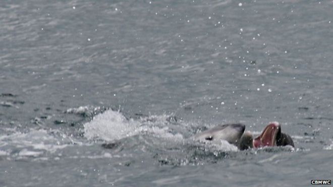 Атака дельфина