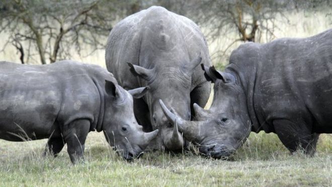Белый носорог, Кения