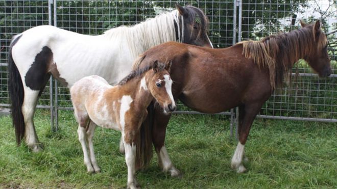 Эти три лошади нашли новый дом в Кармартене