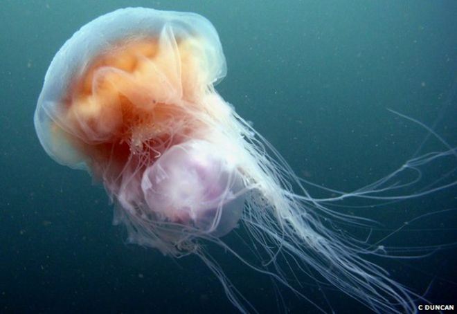 Львиная грива медузы